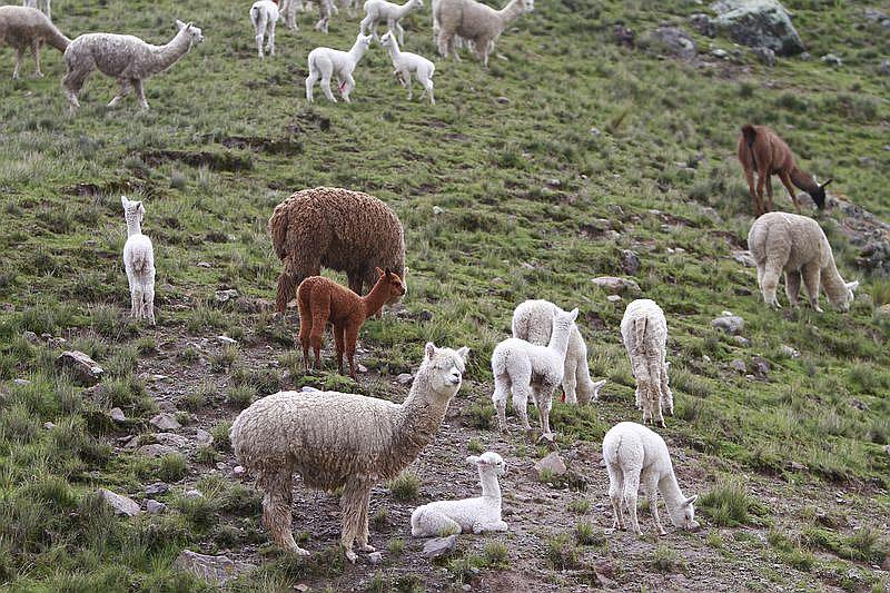 Elaboran chip que identifique calidad de la fibra de alpaca