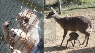 Mono y venado nacen en cautiverio en Zoológico de Cerrito de La Libertad en Huancayo