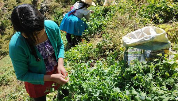 Trabajo se realizó en campo demostrativo, en Pamparomás, donde los pequeños productores aprendieron manejo del cultivo que en chacra actualmente se vende a S/ 3.5 el kilo.