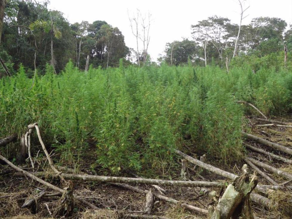 FOTOS: Erradican 180 mil plantones de Marihuana en Chinchao