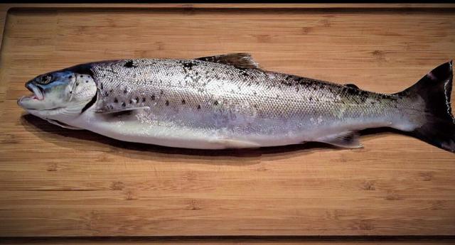 Pescado. (Foto: Pixabay)