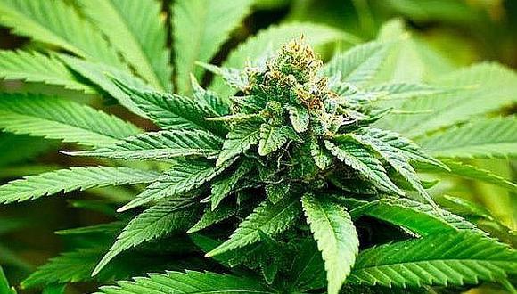 Marihuana: Ya hay fecha para venta de cannabis en farmacias de Uruguay 