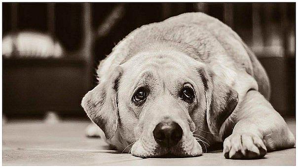 Perro dispara por accidente un rifle y mata a su dueño en Rusia 