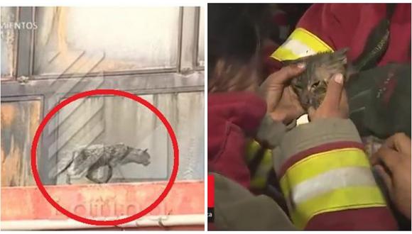 ​Las Malvinas: rescatan a gata atrapada en incendio en edificio Nicolini (VIDEO)