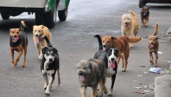 ​Juliaca: Del 17 al 27 de febrero realizaran una jornada de vacunación canina