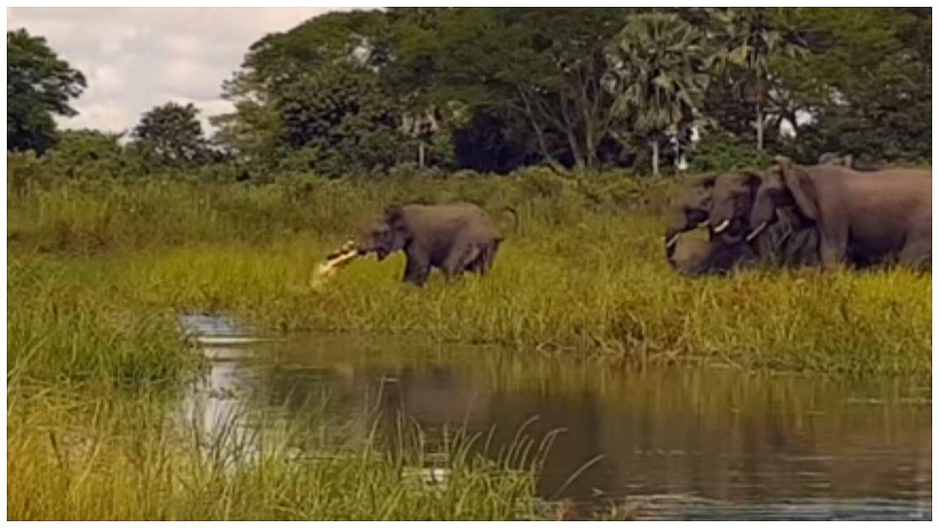 YouTube: Feroz ataque de cocodrilo contra elefante termina de manera inesperada [VIDEO]