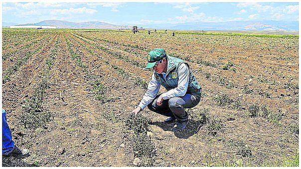 De S/.6 millones sólo S/.2 millones llegaron a los agricultores afectados por clima