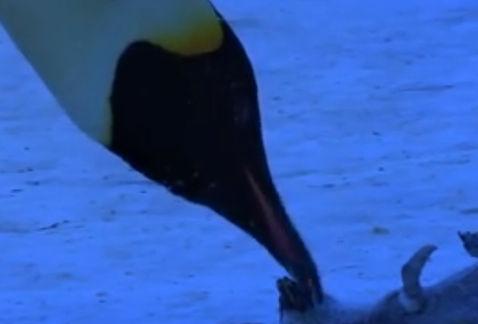 Mamá pingüino que llora por su cría muerta impacta las redes sociales