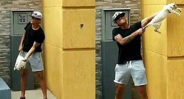 Equipo venezolano expulsa a jugadores por maltrato animal contra un gato 