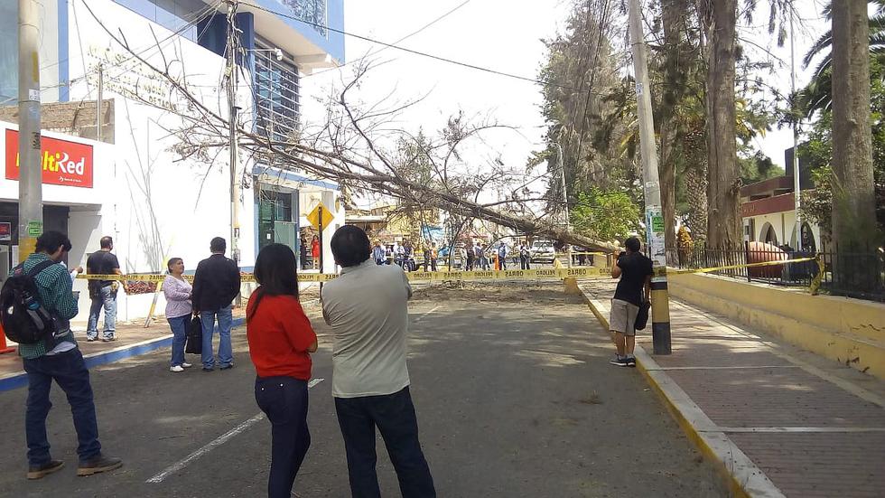 Dos viejos árboles se desploman hacia la calle Inclán y causan zozobra