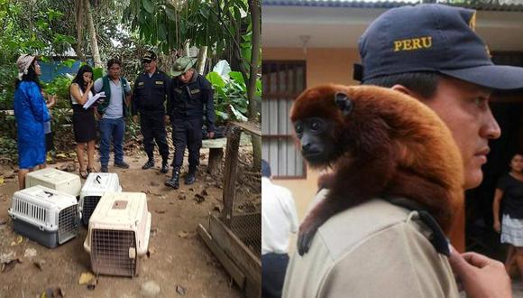 Más de 3000 animales silvestres en cautiverio son rescatados por la PNP (FOTOS)
