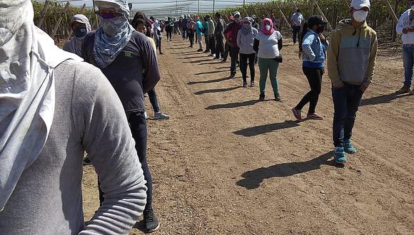 ​Ica: Sunafil exige a agrícola a incorporar en planilla a 140 trabajadores