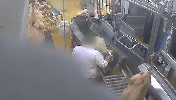 ​Francia: por primera vez condenan a un matadero por maltrato animal