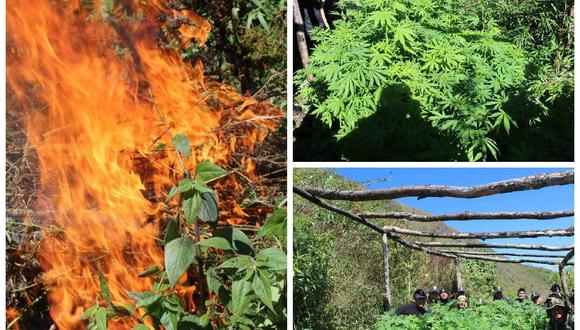 Palca: Hallan e incineran  plantones de mariahuana