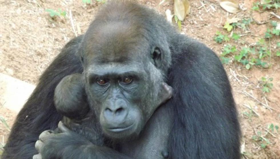 Primer bebé gorila de Sudamérica nace en Brasil (FOTOS)