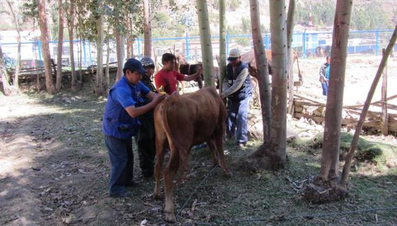 Mueren más de treinta ganados en Acobamba