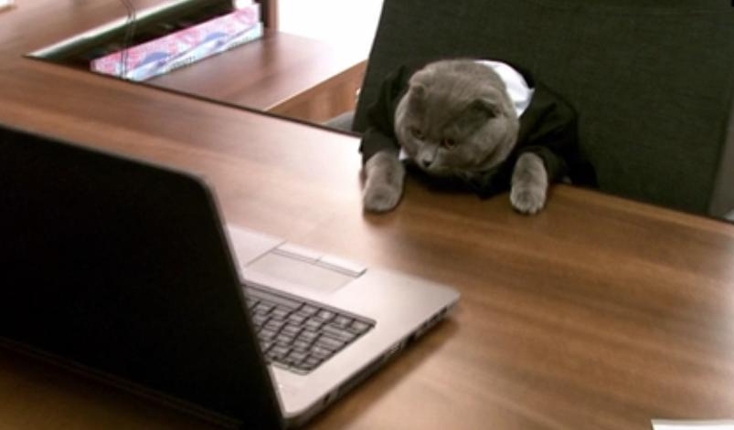 Un gato es el nuevo director de comunicaciones de una empresa