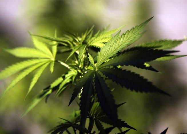 Marihuana: Uruguay se pronuncia sobre el 'turismo cannábico'