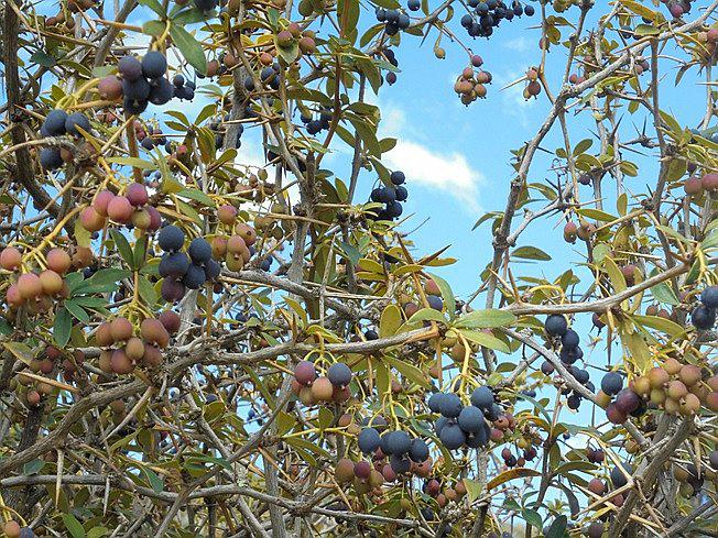 Tala amenaza con extinguir al delicioso Ayrampo de Huancavelica