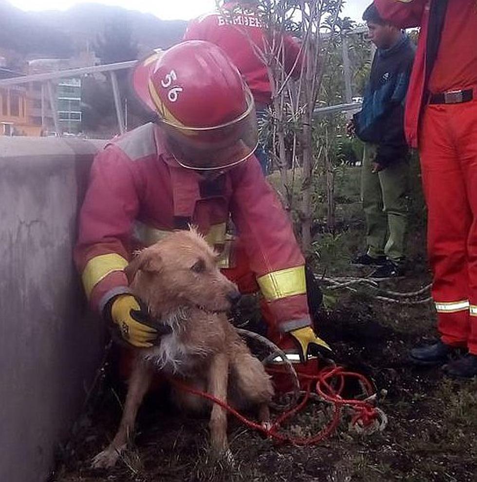 Bomberos salvan a perrito del río Ichu