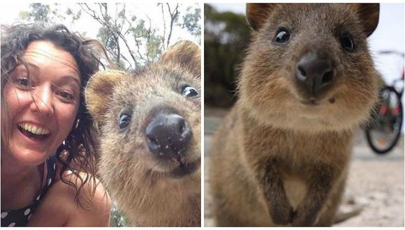 Quokka, el marsupial de los selfis virales, amenazado de extinción
