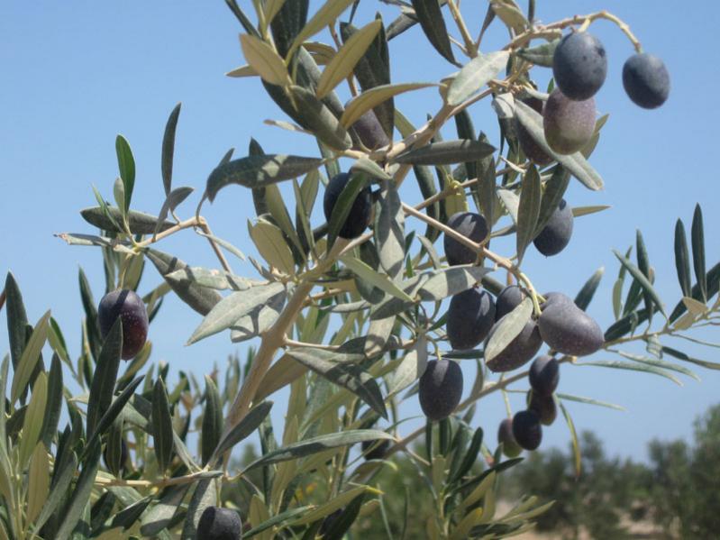 La aceituna a partir de hoy contará con denominación de origen