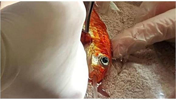 La particular operación a un pez con un tumor en una de sus aletas