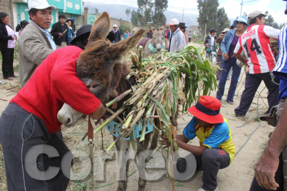 Vea la divertida carrera de burros de Semana Santa (Fotos)