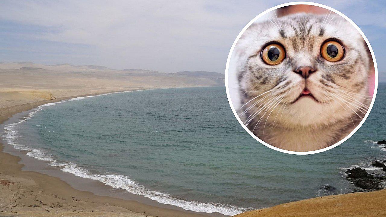 Paracas: Hombre arrojó un gato al mar y policía lo detiene por maltrato animal 