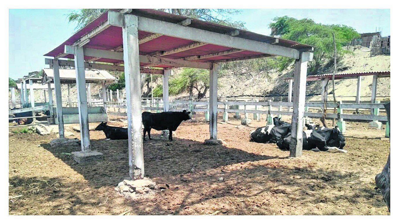 Cinco delincuentes armados roban ganado y vehículos en el establo de la UNPRG