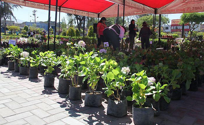 Venden plantas a precios económicos por dos días en Arequipa