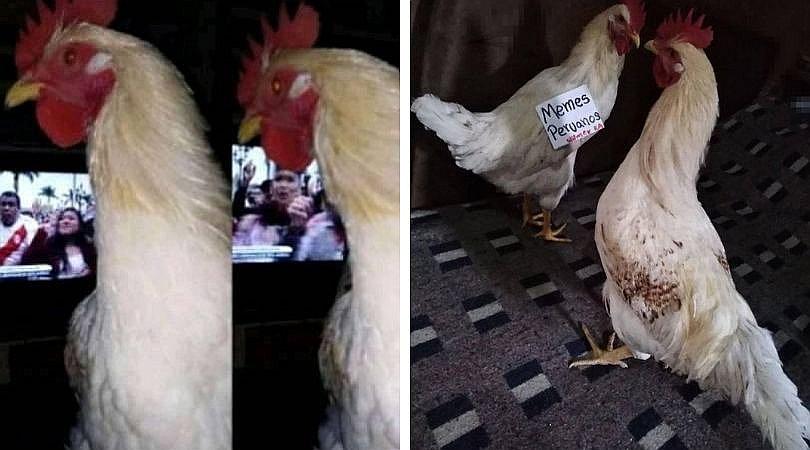 Gallina pitonisa pronostica qué selección ganaría la Copa América (VIDEO)