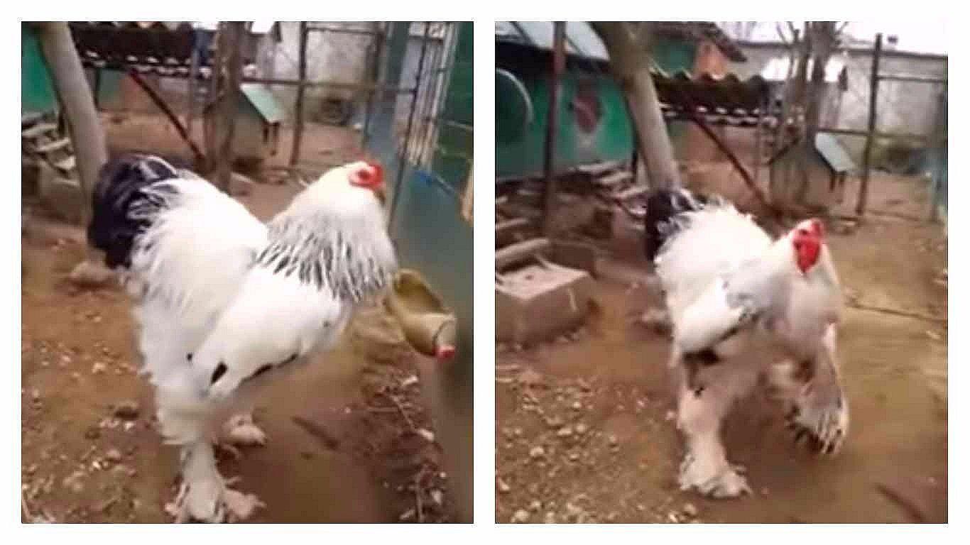 ¡Impactante! Conoce al gallo gigante que atemoriza a Internet [VIDEO]
