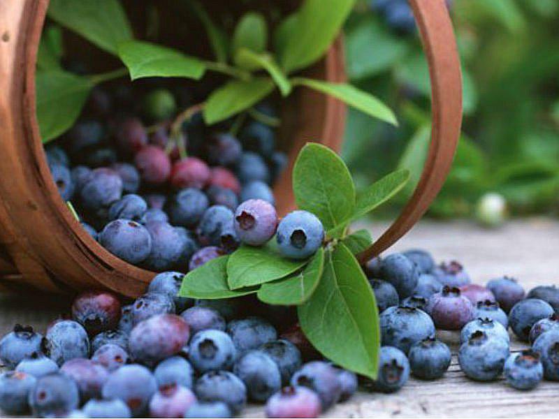 Exportación no tradicional de frutas y frutos comestibles en crecimiento