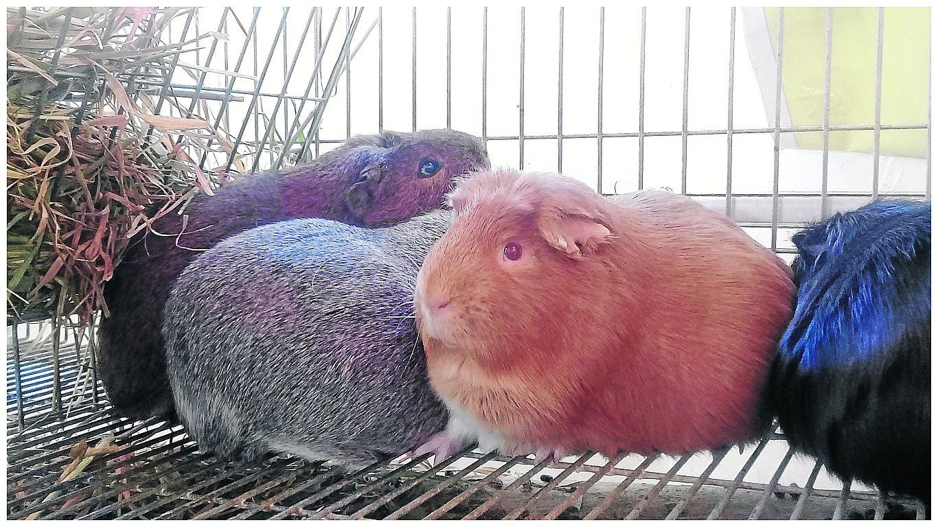 Banco de germoplasma de INIA guarda 20 variedades de cuyes nativos 