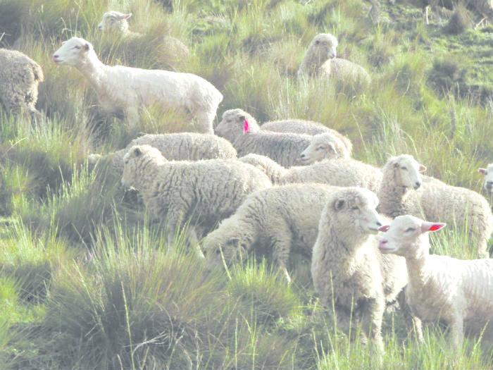 Población ovina de Huancavelica está en peligro de extinción