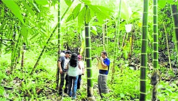 Piura tiene 184 hectáreas de plantaciones de Bambú registradas