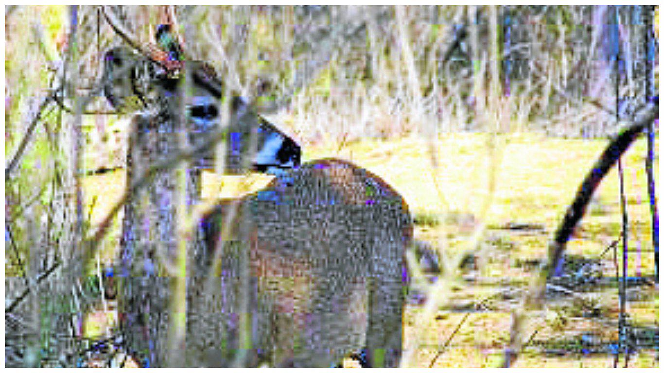 ​Prohíben la caza de venados en la región Junín
