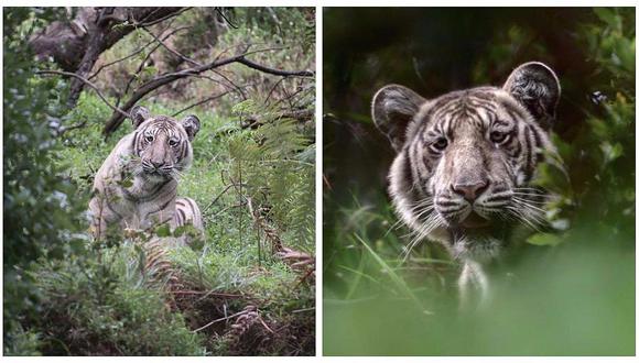 India: Encuentran al tigre más pálido hallado hasta ahora