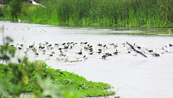 Unas 15 mil aves migratorias llegan a pantanos de Villa