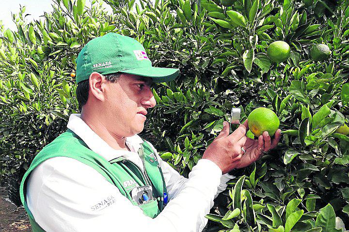 Chincha es el mayor productor de cítricos de la región