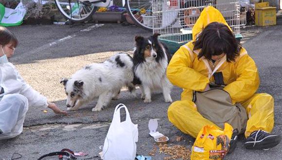 Las mascotas abandonadas en Fukushima buscan hogar en "fiestas de adopción"