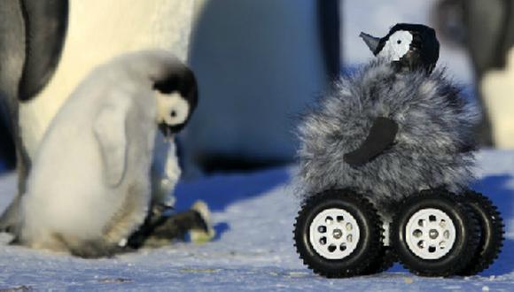 Así reacciona un pingüino al ver a un pichón robot (VIDEO)