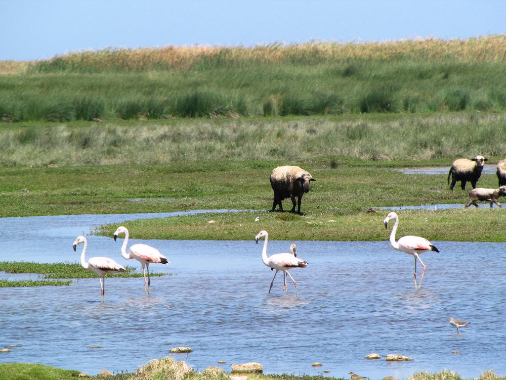 Tacna: peligra tranquilidad de humedales por funcionamiento de circuito de playas