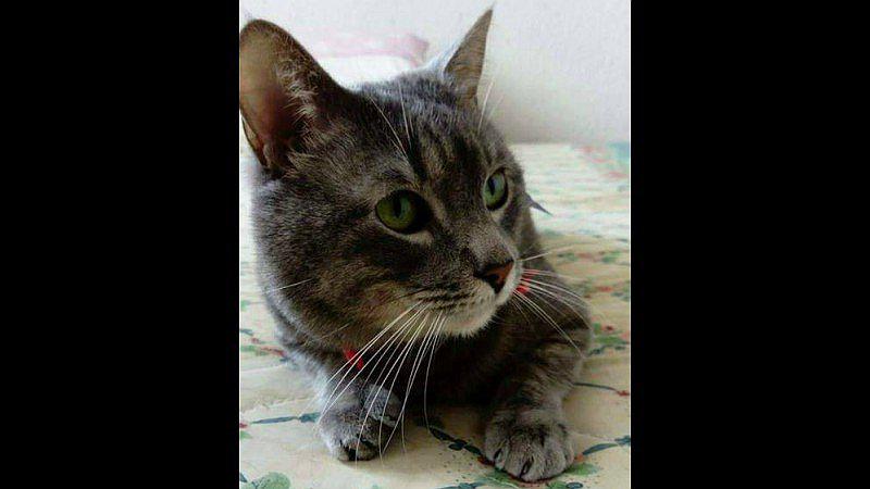 Latam perdió al gatito de pasajera durante escala en Lima