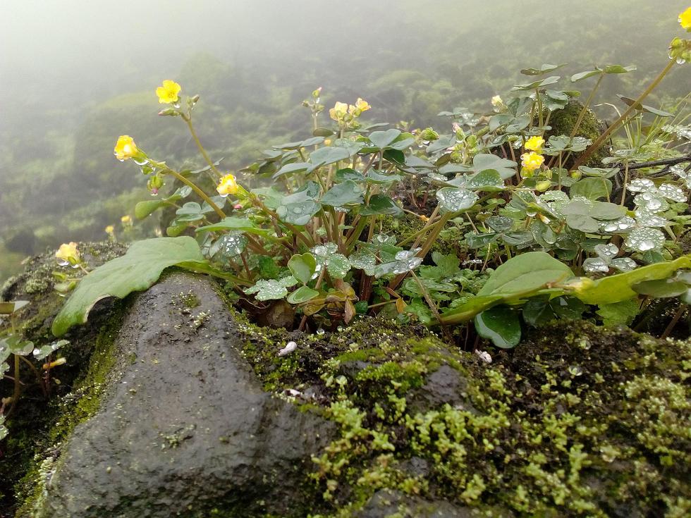 Conoce las Lomas de Primavera de Carabayllo, un lugar escondido a pocas horas de Lima (VIDEO)