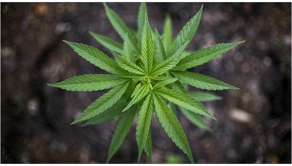 Marihuana: Ventas anuales de cannabis legal en Colorado ya superan los mil millones