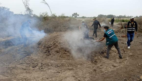 Destruyen hornos artesanales donde facinerosos producían carbón, tras talar 53 árboles de algarrobo en Pacora.