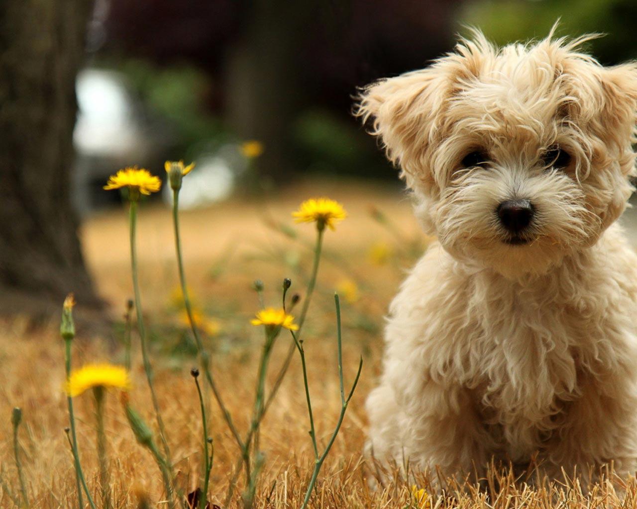 Maltrato Animal: Municipio de Nuevo Chimbote lanza línea telefónica para denunciar estos actos