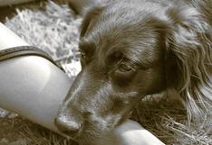 Reino Unido: ciudadanos alertan sobre supuesta enfermedad en perros que visitaron ciertas playas